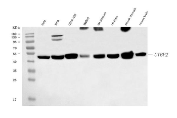 CTBP2 Antibody (monoclonal, 7F3E1)