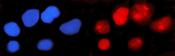 IFI16 Mouse Monoclonal Antibody
