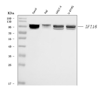 IFI16 Mouse Monoclonal Antibody