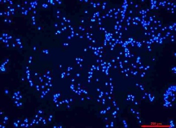 DAPI (4',6-Diamidino-2-Phenylindole, Dihydrochloride) for nucleic acid staining