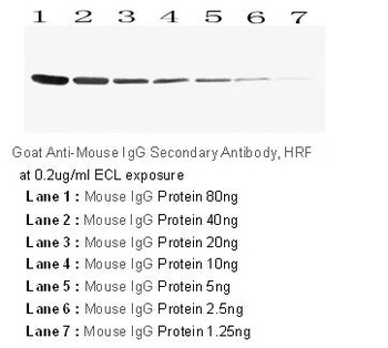 HRP Conjugated AffiniPure Goat Mouse IgG (H+L) Antibody