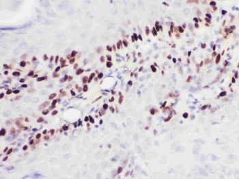 Goat Mouse IgG (H+L) Secondary Antibody, Biotin Conjugated