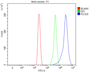 PLCD3 Rabbit Polyclonal Antibody