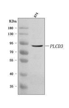 PLCD3 Rabbit Polyclonal Antibody