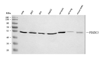 PDXDC1 Antibody