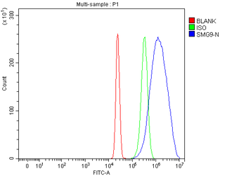 C19orf61/SMG9 Rabbit Polyclonal Antibody