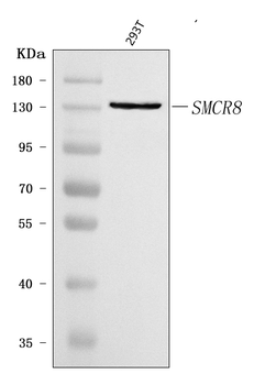 SMCR8 Rabbit Polyclonal Antibody