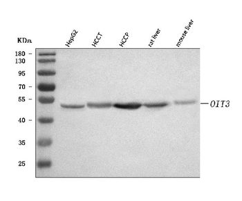 OIT3 Antibody
