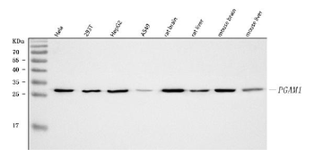 PGAM1 Rabbit Polyclonal Antibody