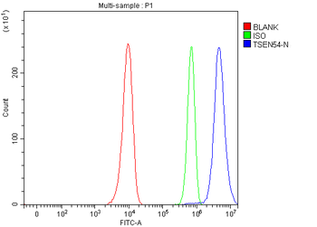 TSEN54 Rabbit Polyclonal Antibody