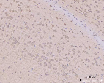 PITPNB Antibody