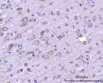 PITPNB Antibody