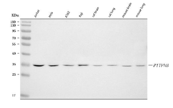 PITPNB Antibody