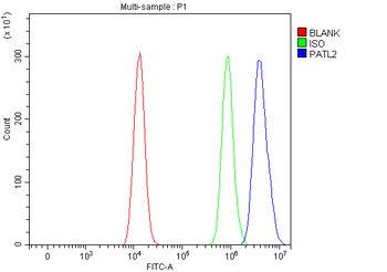PATL2 Rabbit Polyclonal Antibody