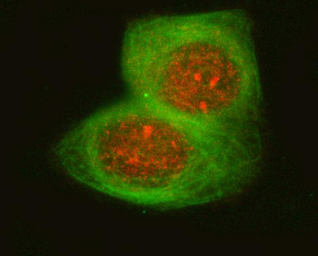 OSGIN1 Rabbit Polyclonal Antibody
