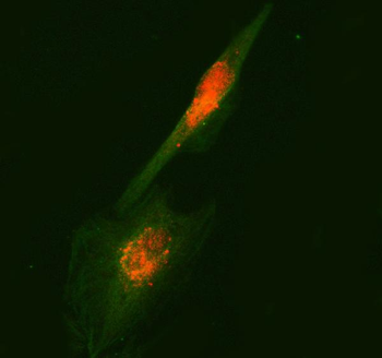 RUFY2 Rabbit Polyclonal Antibody