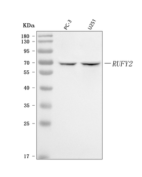 RUFY2 Rabbit Polyclonal Antibody