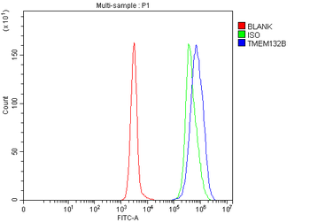 TMEM132B Rabbit Polyclonal Antibody