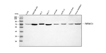 TMEM87A Antibody