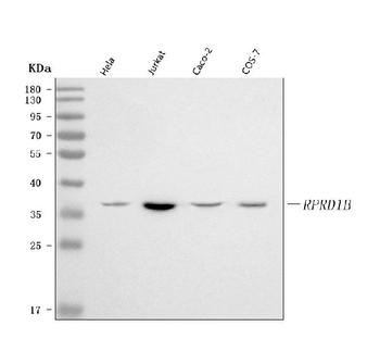 RPRD1B Antibody