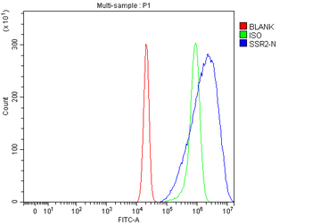 TRAPB/SSR2 Antibody