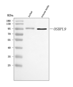 OSBPL9 Rabbit Polyclonal Antibody
