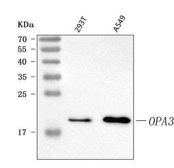 OPA3 Rabbit Polyclonal Antibody