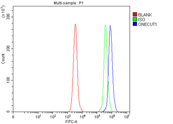 ONECUT1 Rabbit Polyclonal Antibody