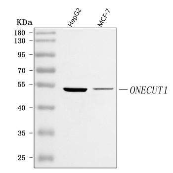 ONECUT1 Rabbit Polyclonal Antibody