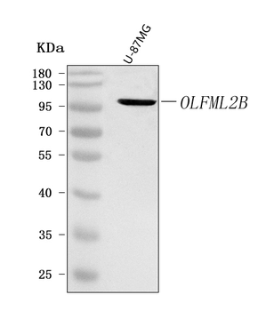 OLFML2B Rabbit Polyclonal Antibody