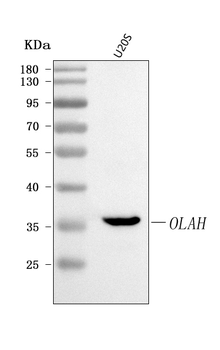 OLAH Rabbit Polyclonal Antibody
