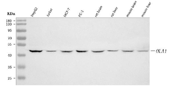 GTPBP9/OLA1 Antibody