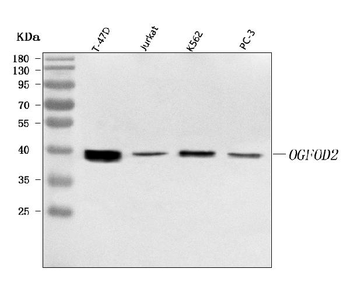 OGFOD2 Rabbit Polyclonal Antibody