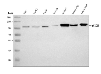 OGDH Rabbit Polyclonal Antibody
