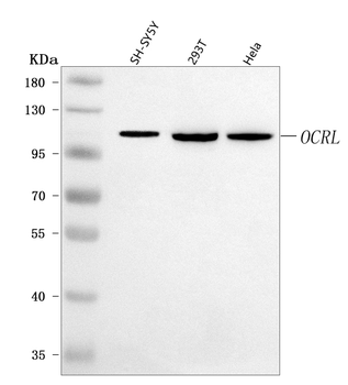 OCRL Rabbit Polyclonal Antibody