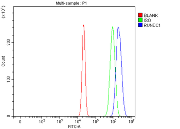 RUNDC1 Rabbit Polyclonal Antibody