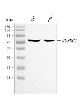 RUNDC1 Rabbit Polyclonal Antibody
