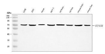 Nogo receptor/NgR1/RTN4R Rabbit Polyclonal Antibody