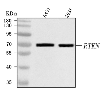 RTKN Antibody