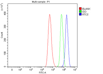 RTCB Antibody