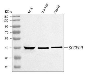 SCCPDH Rabbit Polyclonal Antibody