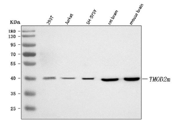 TMOD2 Antibody