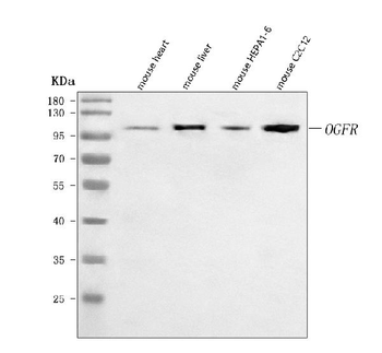 Ogfr Rabbit Polyclonal Antibody