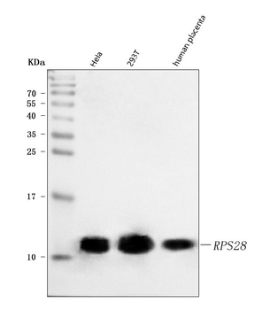 RPS28 Rabbit Polyclonal Antibody