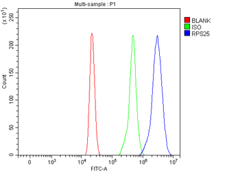 RPS25 Rabbit Polyclonal Antibody