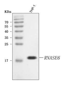 RNASE6 Rabbit Polyclonal Antibody