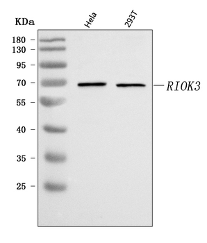 RIOK3 Rabbit Polyclonal Antibody