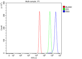 RIN1 Rabbit Polyclonal Antibody