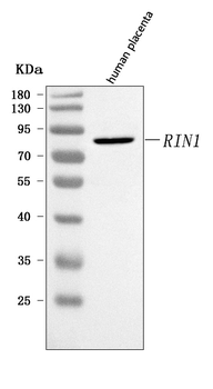 RIN1 Rabbit Polyclonal Antibody