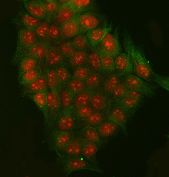 RRP7A Rabbit Polyclonal Antibody